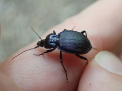 Sphaeroderus