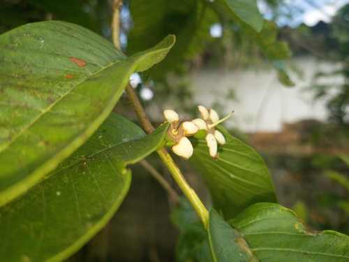 Psidium guajava observed 2026-10-20