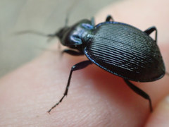 Sphaeroderus
