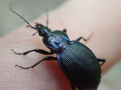 Sphaeroderus