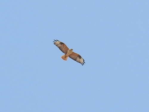 iNaturalist image