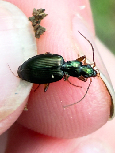 Agonum extensicolle