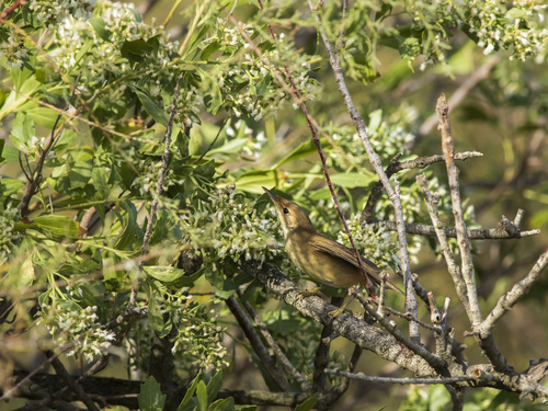 iNaturalist image