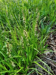 Carex pallida