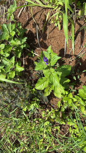 Stachytarpheta cayennensis observed 2026-10-16