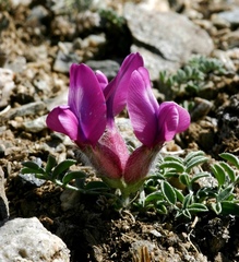 Oxytropis intermedia