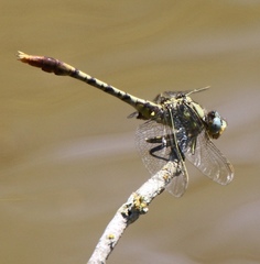 Arigomphus lentulus