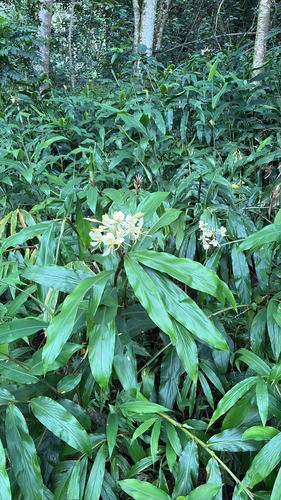 Hedychium flavescens observed 2026-10-17