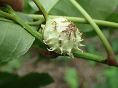 Phylloxera spinosa