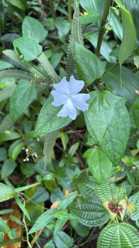Thunbergia fragrans observed 2026-10-17