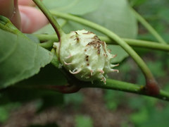 Phylloxera spinosa
