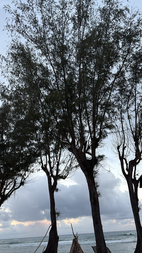 Casuarina equisetifolia observed 2026-10-17