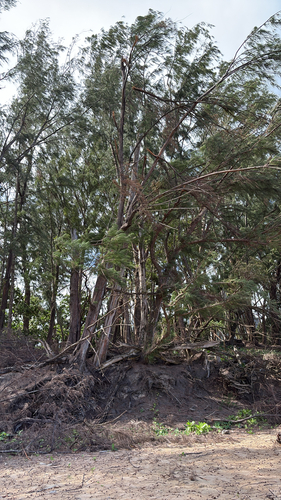 Casuarina equisetifolia observed 2026-10-18