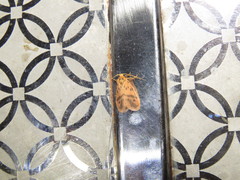 Miltochrista arcuata