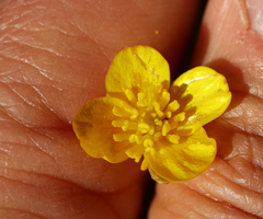 Ranunculus auricomus