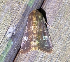 Sideridis congermana