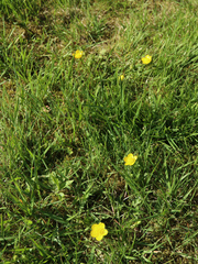 Ranunculus auricomus