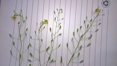 Draba nemorosa