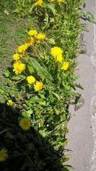 Taraxacum officinale