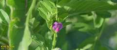 Vicia sativa nigra