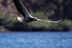 Haliaeetus leucogaster