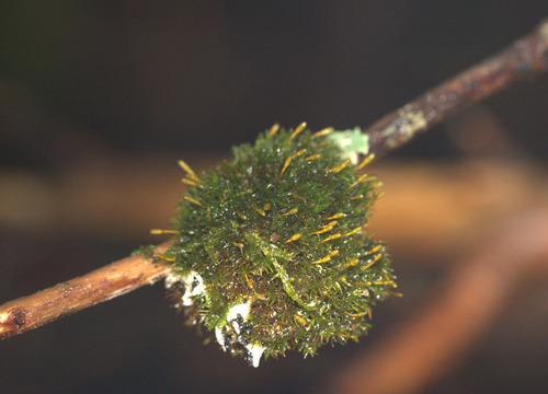 Ulota observed 2026-10-11