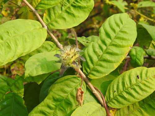 Ipomoea pes-tigridis observed 2026-10-20