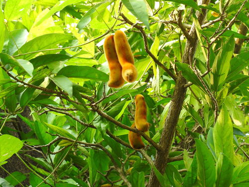 Mucuna pruriens observed 2026-10-20