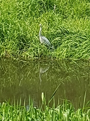 Ardea cinerea