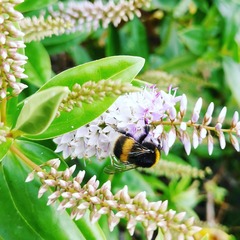 Bombus terrestris