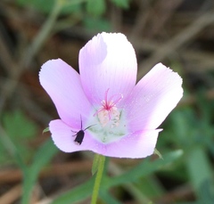 Callirhoe involucrata