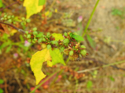 Triumfetta rhomboidea observed 2026-10-20
