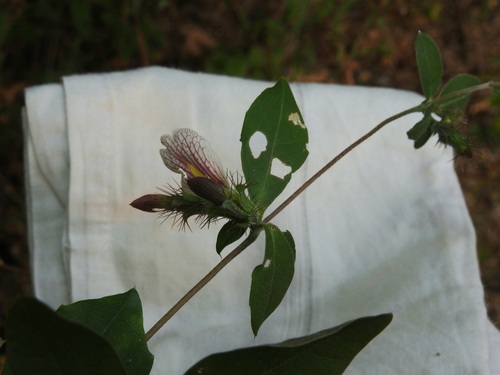 Blepharis maderaspatensis, 2026-10-20