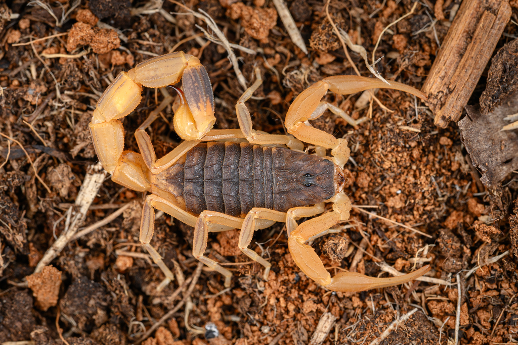 Chinese Scorpion