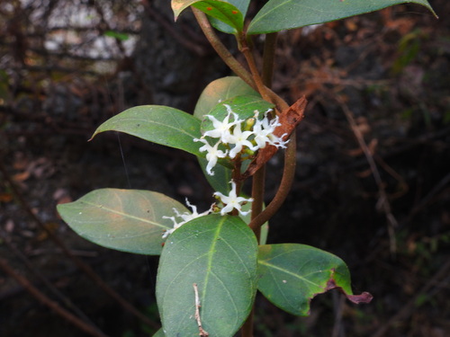 Ichnocarpus frutescens observed 2026-10-20
