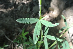 Trifolium rubens