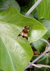 Leucozona lucorum