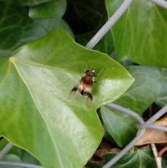 Leucozona lucorum