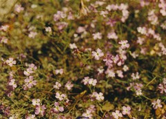 Malcolmia triloba