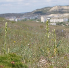 Himantoglossum caprinum