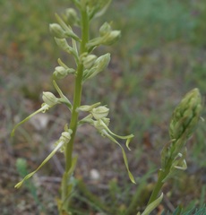 Himantoglossum caprinum