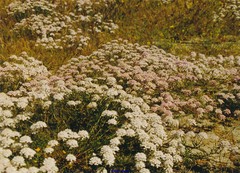 Iberis ciliata contracta