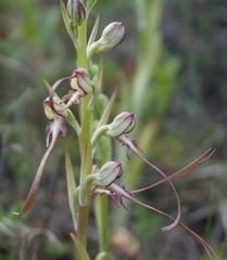 Himantoglossum caprinum