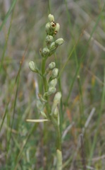Himantoglossum caprinum