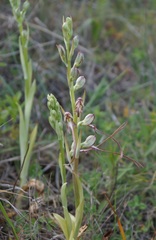 Himantoglossum caprinum