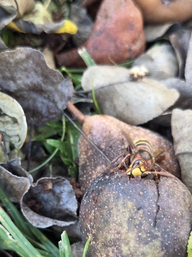 European Hornet