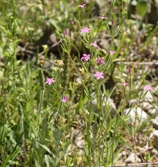 Zeltnera texensis