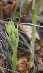 Himantoglossum caprinum