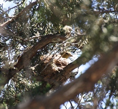 Spinus psaltria
