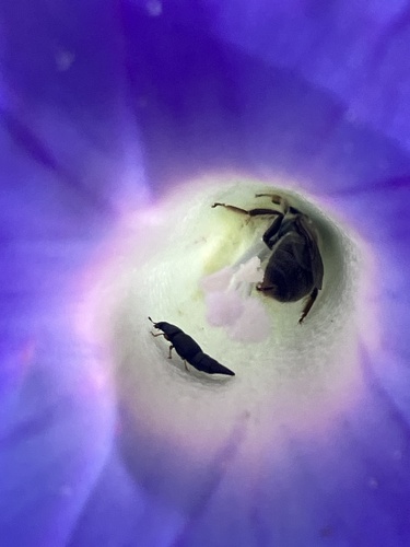 Obscure Sap Beetle